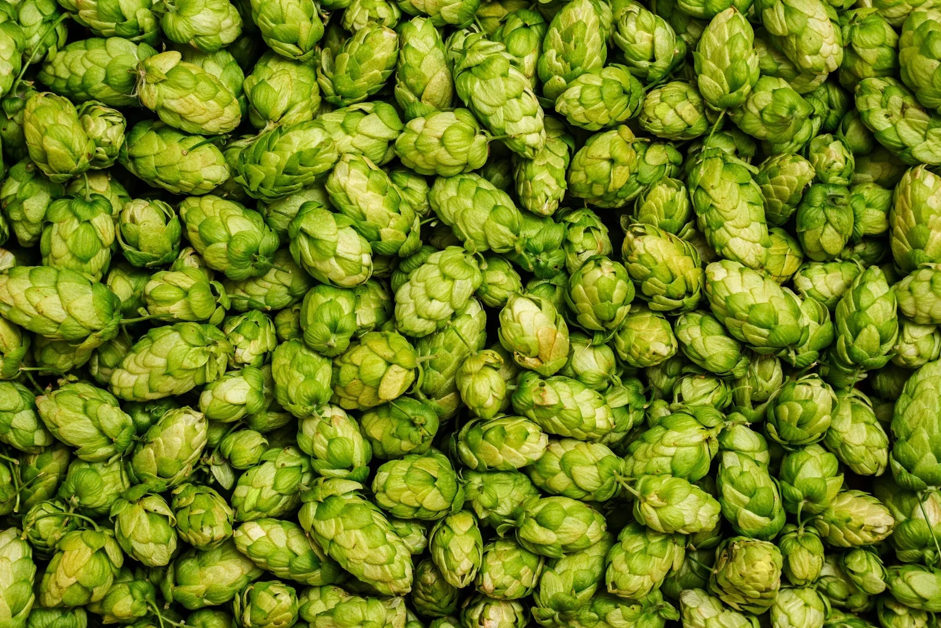 Ingredient Spotlight: Hopfen 🍃 – mehr als nur fürs Bier