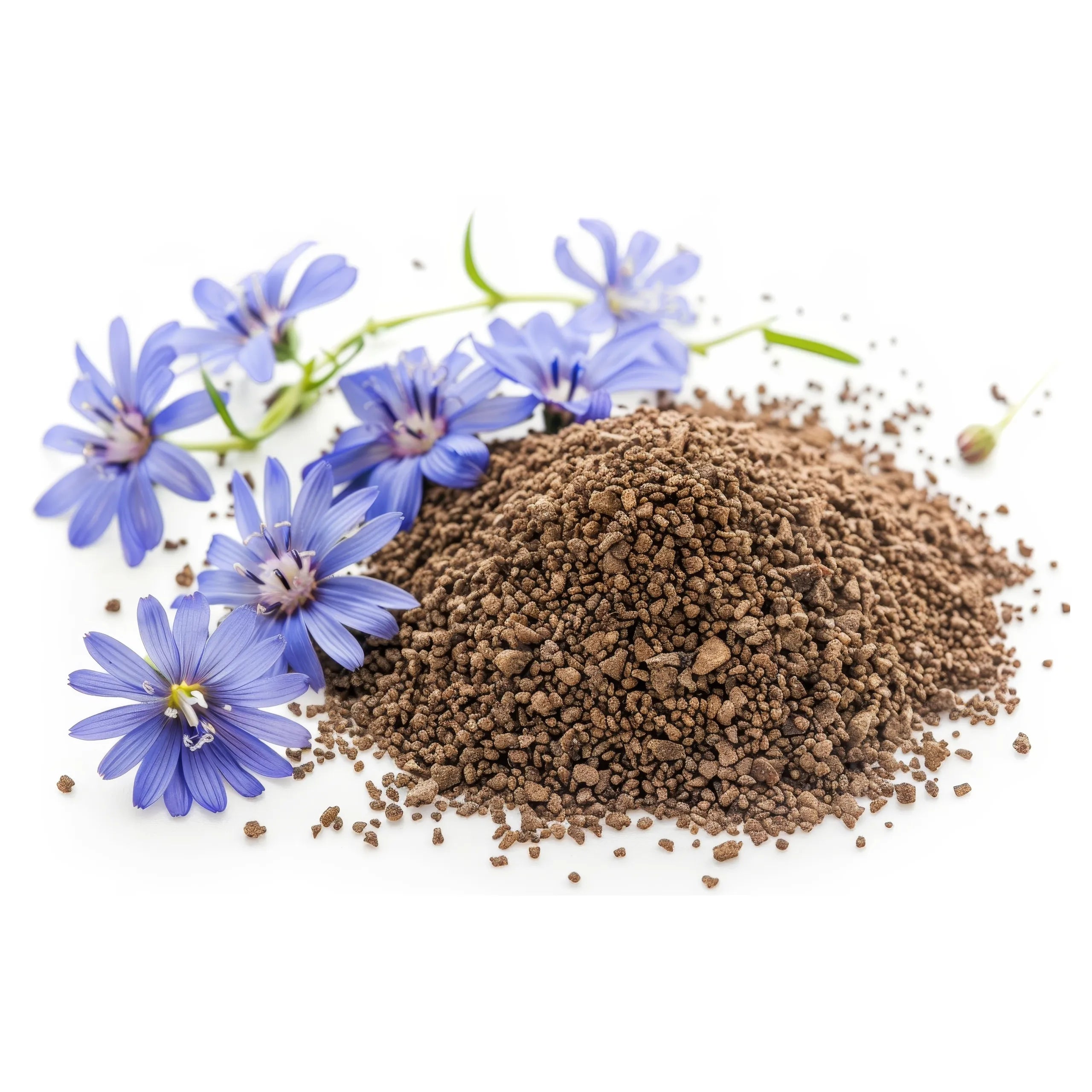 Zutaten-Spotlight Zichorienwurzelextrakt 101